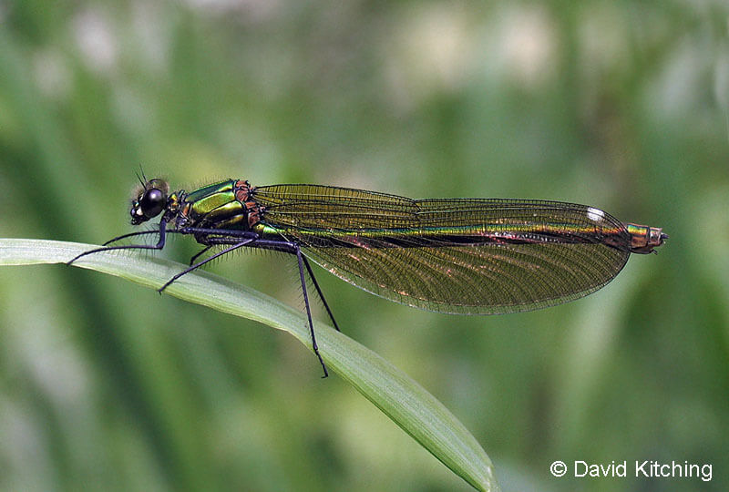 Female Banded Demoiselle showing white pseudo-pterostigma and pale green wings by David Kitching